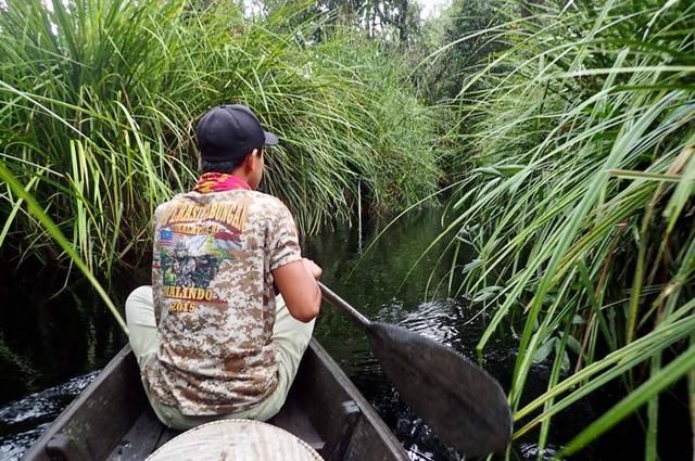 中国路亚钓鱼人远征苏门答腊，前去消灭泛滥成灾的金线多曼鱼