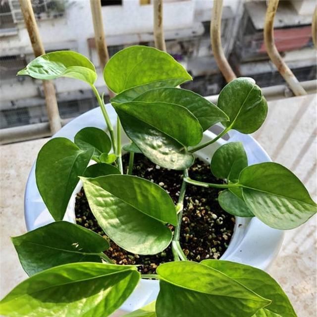  绿萝■绿萝扦插,生根慢?这样操作一下,快速生根,蹭蹭的长