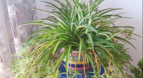  植物■兰花和吊兰,为什么叶子总长黄尖?