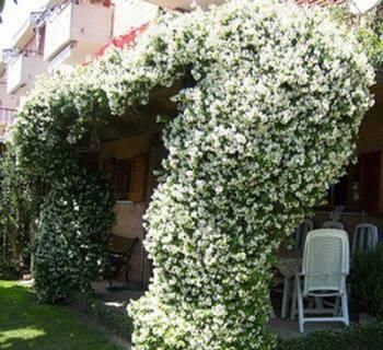  【家里】我国最美爬藤花，花开200天不落，家里种一棵，香的不得了！