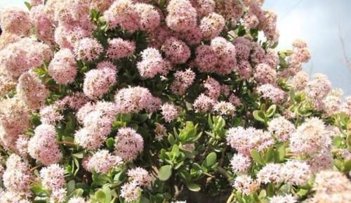  「樱花」在大理，一棵十几年的玉树开花了，简直就是“樱花”难得一见