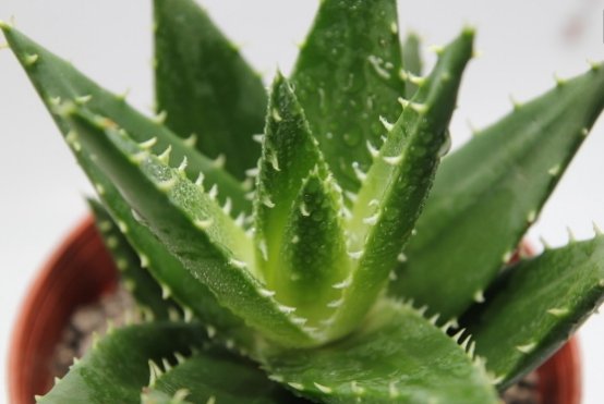  『盆栽』盆栽芦荟薄成纸？浇水加小料，侧芽冒一圈，挤满一花盆