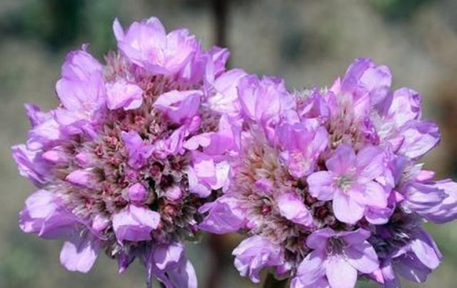  『海石竹浇水』美如桃花钗的海石竹,可以连续开花几个月,浇水要注意两个问题