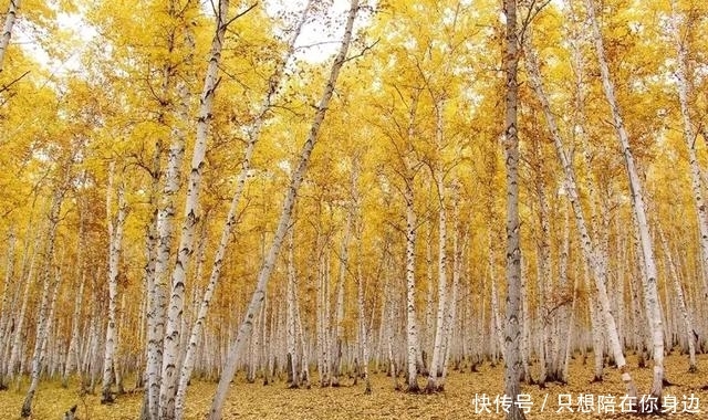 呼伦贝尔的秋天，美的太高级