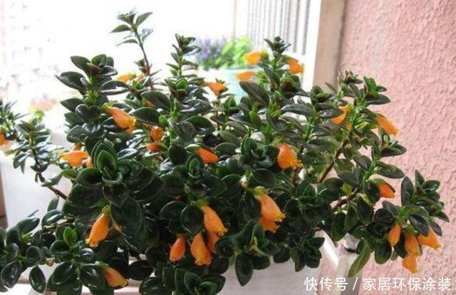 新手|3种花非常好养,开花硕大很漂亮,好养易活不操心,适合新手养护
