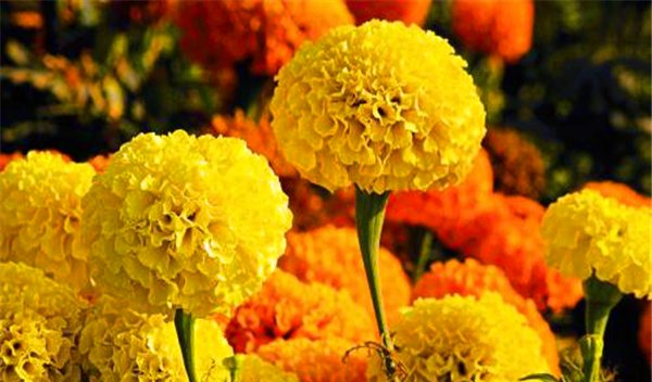  「香味」喜欢在家里养花,可以选择它,花姿绰约香味十足,好养易活能爆盆