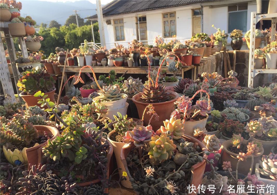 「花箭」多肉“剃头”:花箭全剪了,多肉命更长,提防多肉“开花死”!