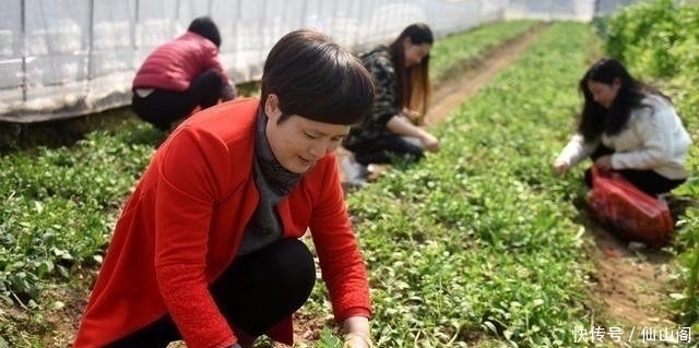  【荠菜】在农村这种野菜被城里人视为“宝贝”，农民却说能喂羊