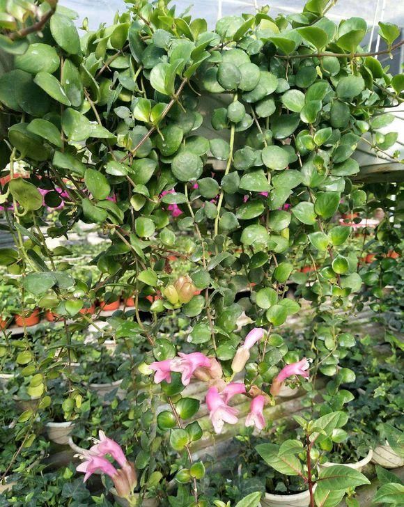  长寿花：室内养护这5种绿植，能开花净化空气，花期长，养花必备之选