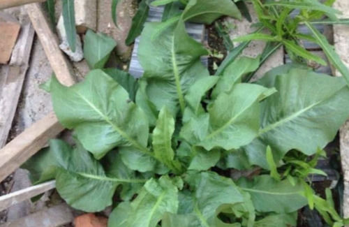  野地@农村用来喂猪的“假菠菜”，在城里是上好的保健食品，一斤