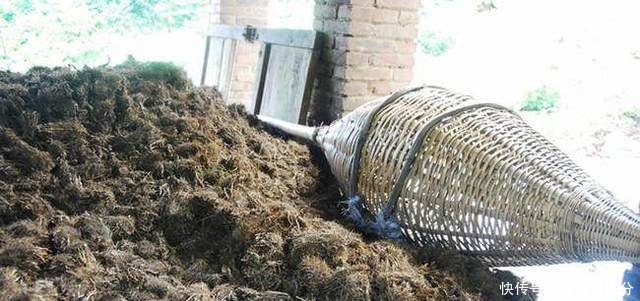 农民在树林下种它，亩产300公斤，每公斤近百元