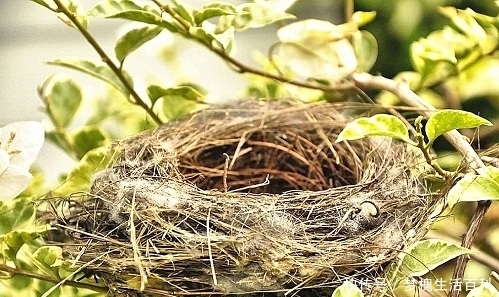  「鸟巢」农村鸟巢，大多朝天而建，专家费解：下雨不怕淋湿？老