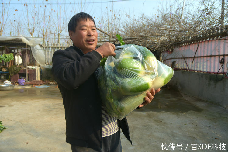  王大哥@农民种植大棚萝卜，4亩创造出6万元效益，农业专家功不可