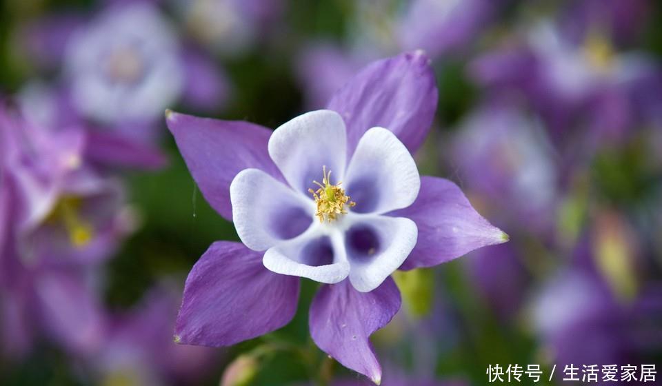 胸怀|此花有着非常可爱的外表,是只要胸怀希望,努力就会成功