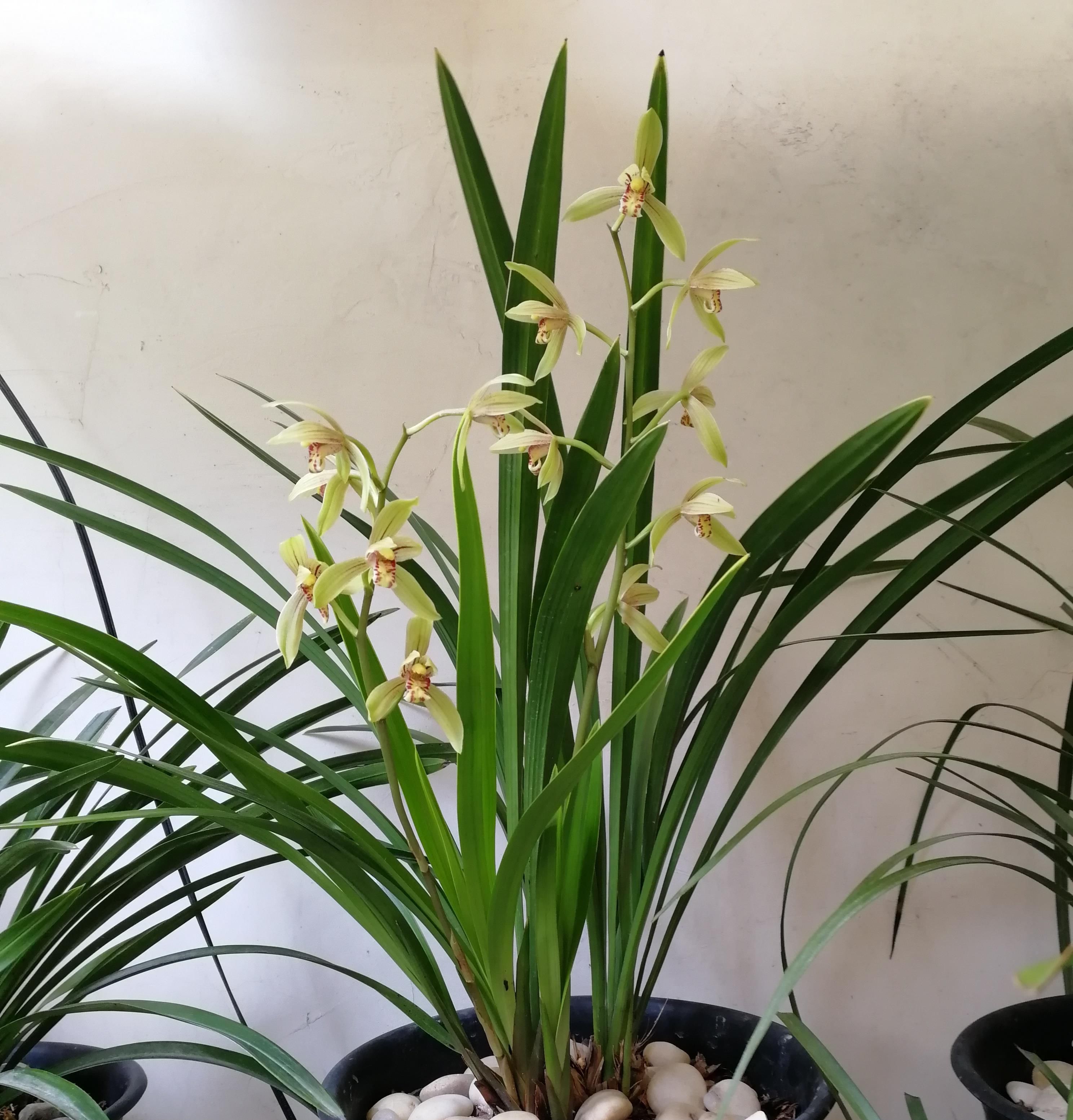  『超级』新手养兰花首选，物美价廉，多季开花，花香四溢飘满屋，超级好养