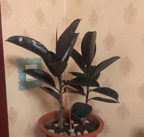  「扦插」橡皮树不用买，一片叶子繁殖一大盆，叶插有妙招，侧芽蹭蹭就爆盆