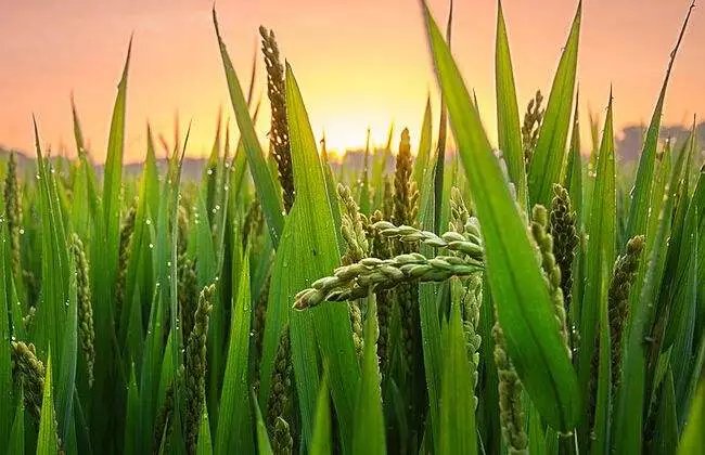 水稻叶面肥喷施注意哪些事项呢?一定得看看!