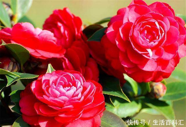 增加光照|家庭养茶花,花后早做3件事,新芽多花量足,开花又大又香