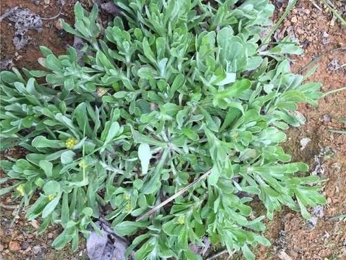  #做成#这几种野菜做成‘青团’ 真是吃不够，你们都吃过吗？