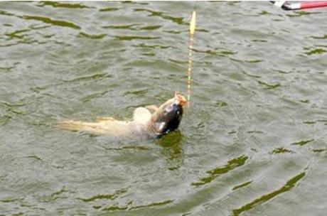 主攻鲫鲤草鱼,中秋节放假去水库垂钓,就使用这两款配方!