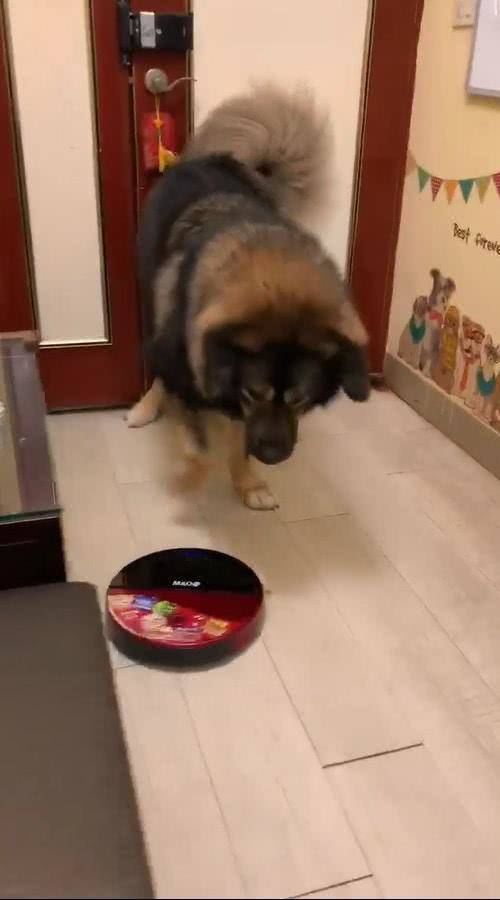  『转身』160斤高加索犬被欺负，转身向主人撒娇，而凶手居然是扫地机器人
