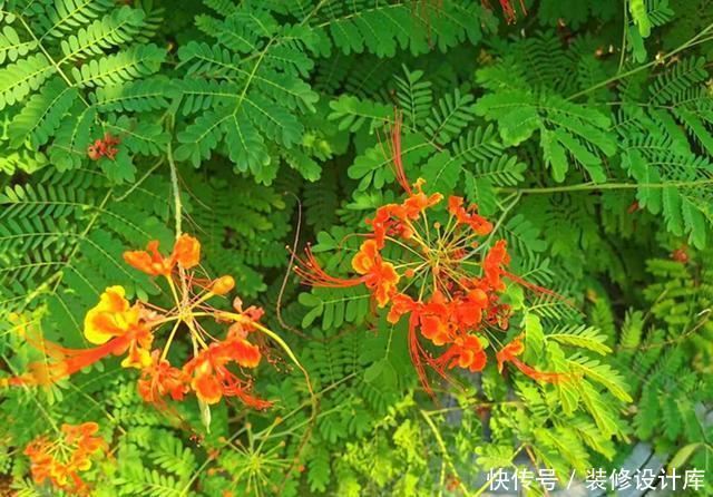 『不难』第一次见到长得这么像凤凰的花,可惜北方只能盆栽,养起来不难