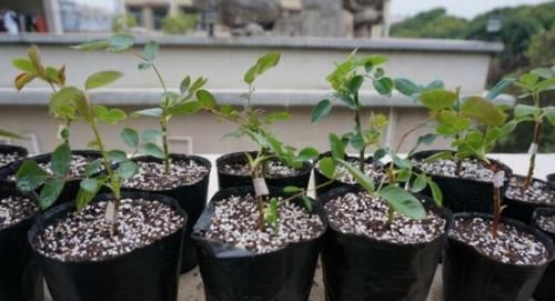 「枝条」这种花号称开花机器,折根枝条插土里就生根,30天长出一大盆!