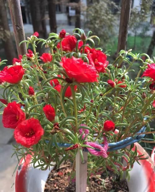 『花柱』把花插在油桶里,疯狂晒7天,开成大花柱!