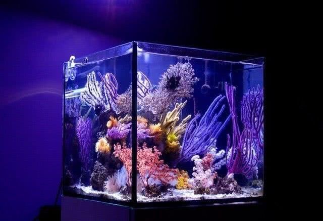  「喂食」传统海缸玩腻了？敢试试这个无光照海缸吗！