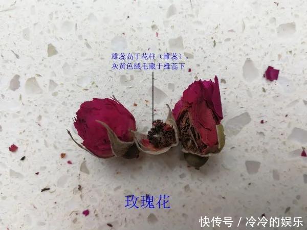  『玫瑰』玫瑰、月季傻傻分不清看这里