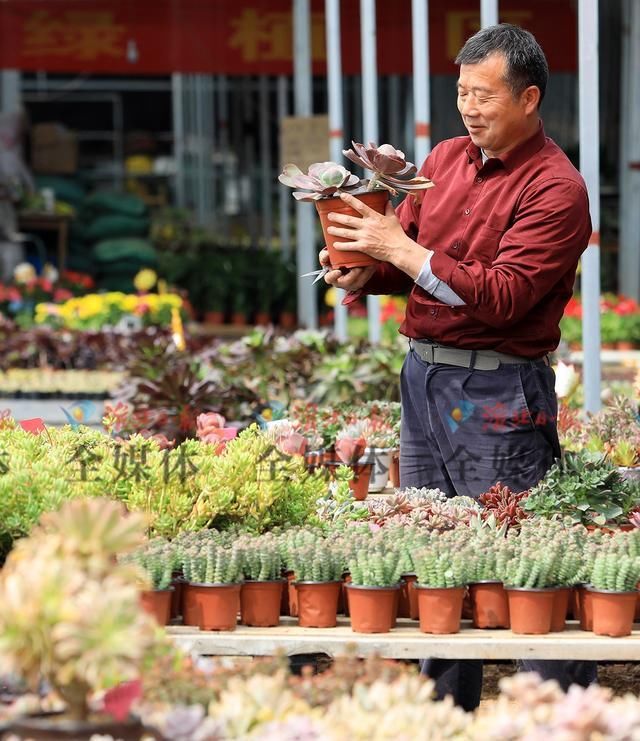  #淮北#淮北：多肉植物俏销春季花市