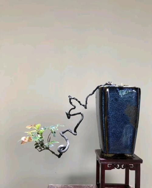 「盆栽」微型盆栽总是长高长大不好看?6个控长妙招,短小精悍造型又美观