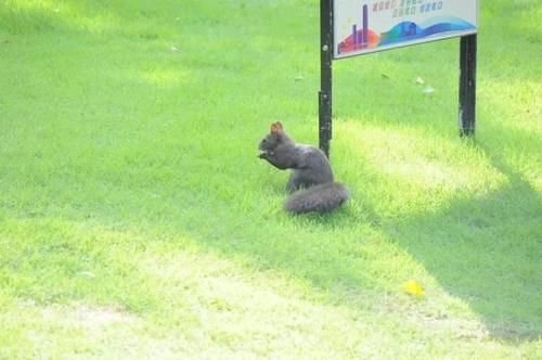 去公园的去公园