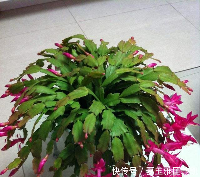  [便宜]一种自制肥便宜又简便，是蟹爪兰开花的“猛料”