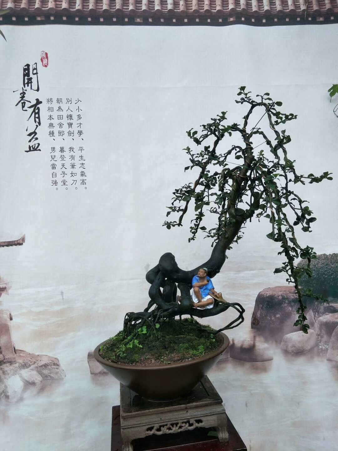 金弹子树桩盆景很有欣赏性，有的的确很美丽!