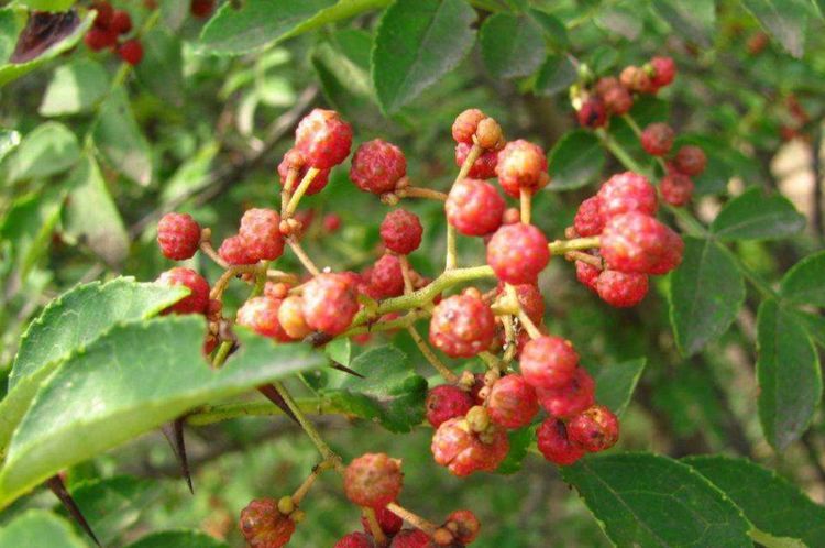  调味品：农村一种常见调味品，现在一斤10元，套种养殖每年纯赚8