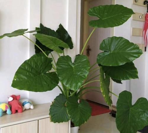  #家里#家里有小孩，“2种花”谨慎养护，更不要触碰“汁液”，别忽视！