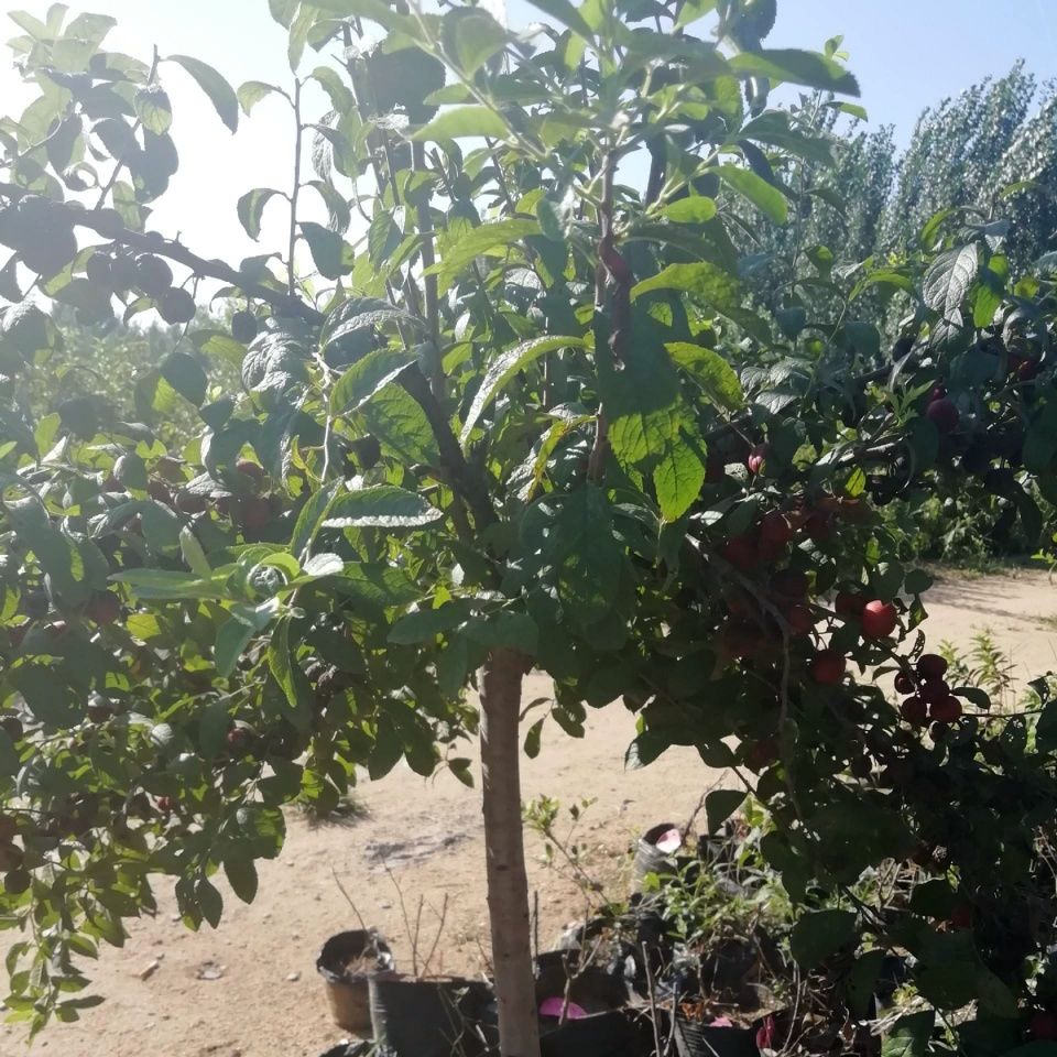 农村一种植物，人称“高钙果”，天然“补钙药”，您的家乡有吗?