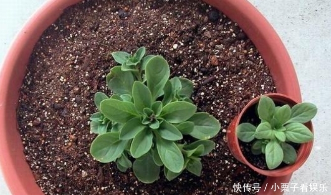 『寓意』花期时间比较长的4种花,寓意“仕途长长久久”,很多人已经在养