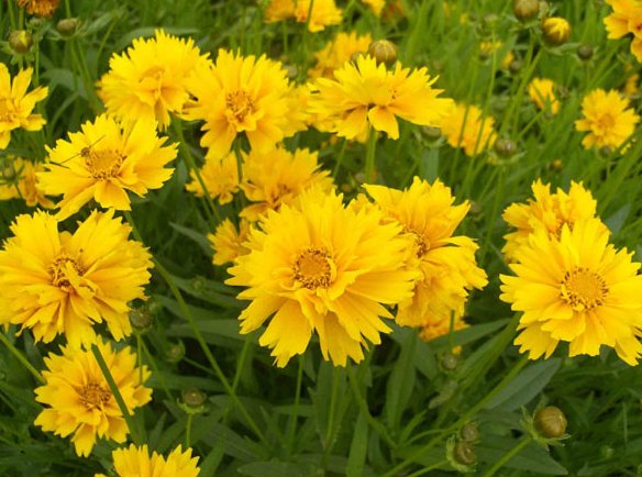 #珍品#喜欢养菊花,不如养些菊种珍品,花开大又艳,花朵清新脱俗,美爆