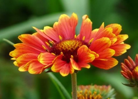 「名流千秋」5款艳丽的菊花,全年开花不断,花姿卓越,开花勤还爱爆盆,超美