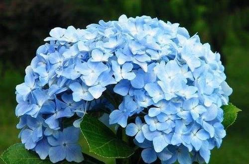  『喜欢』喜欢玫瑰，不如养“高档玫瑰”无名的裘德，似花中仙子，纯洁娇俏