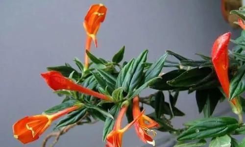  常独特|10种长相很怪异的盆栽植物，都很适合养在花盆里