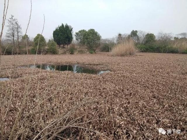  「蚕豆」春春欲动丨缠着火桑的野蔷薇，耳朵很多的蚕豆花，这里的春天很性感