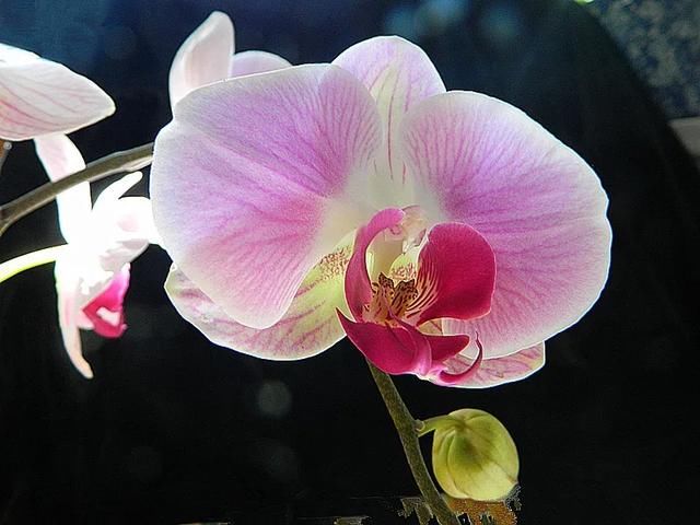  花盆■蝴蝶兰长得好不好，看根系就知道，蝴蝶兰旺根技巧