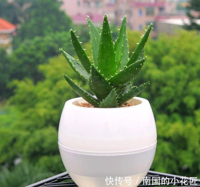 植物|芦荟品种多,有的能直接吃,好养味道美价值高