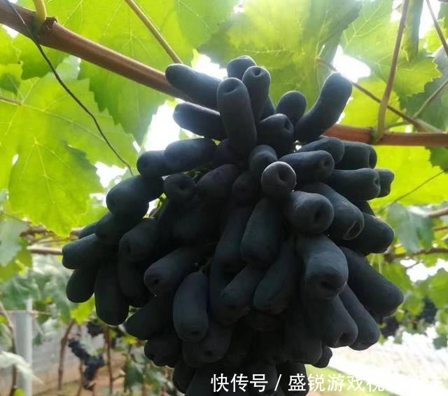 此树冻不死，插土就活，一亩挣90000元，有空地种2棵，当年挣一辆