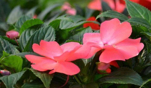  『养盆』喜欢菊花，不如养盆“精品荷花”翠云，花姿卓越，开花爆盆好养活