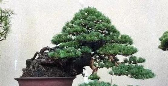 岁寒三友,一组松树盆景佳作欣赏