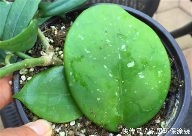  #长寿花#养花技巧：这5种花不用买了，蹭掉的叶子塞盆里，立马又冒一大盆